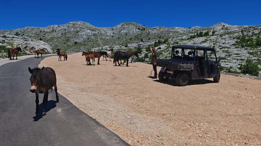 Makarska: Buggy Skywalk and Biokovo Tour - Skywalk Biokovo at 1,228 meters