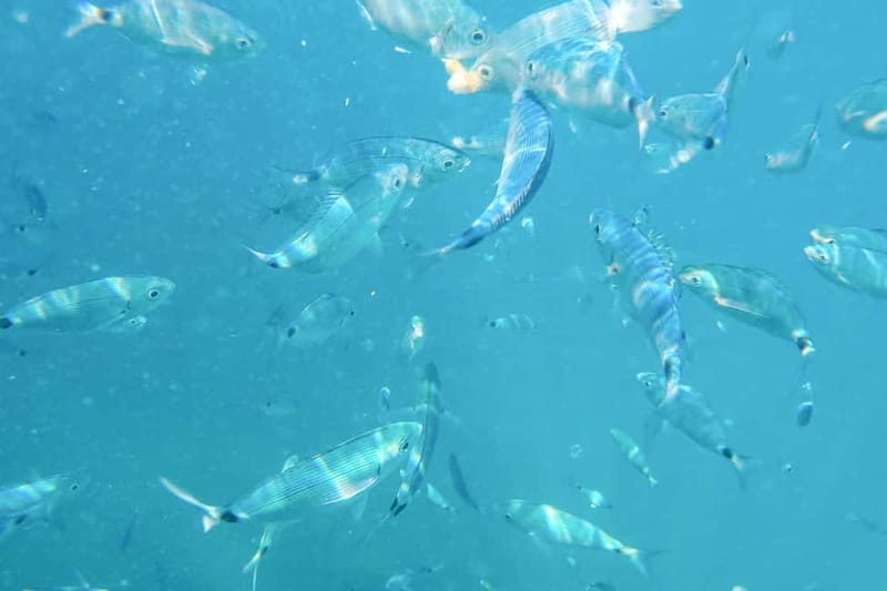 Medulin: Full-Day Boat Tour of the Archipelago w/ Lunch - Two hours on sandy Levan Island