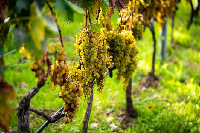 Olive farm & village - Who will enjoy this farm experience most