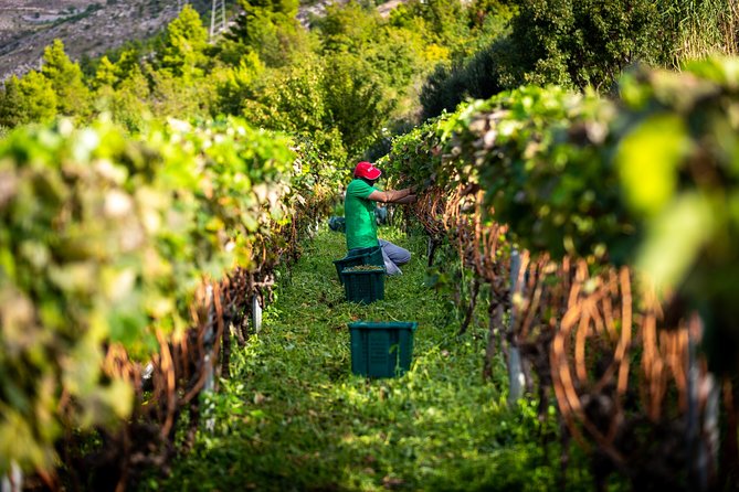 Olive farm & village - Why the quiet setting matters