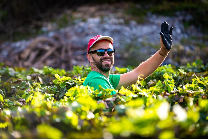 Olive farm & village - Should you book Vardia farm?