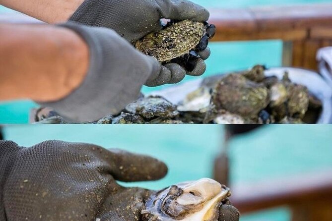 Oyster farm experience / Private day trip from Dubrovnik - Is $258.30 per person a fair price?