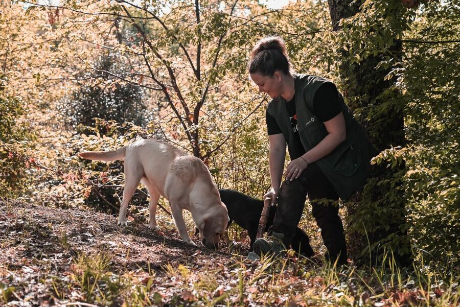 Paladini: Truffle Hunting Tour with 3-Course Tasting Menu - Key points at a glance