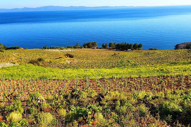 Peljesac and Ston Private Wine Tour with Tastings from Dubrovnik - Dingač, steep vines above the Adriatic