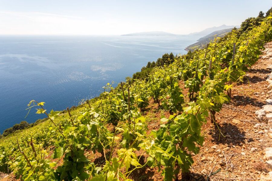 Pelješac Full-Day Wine and Food Tour from Dubrovnik - Vineyard roads and the character of Pelješac wine