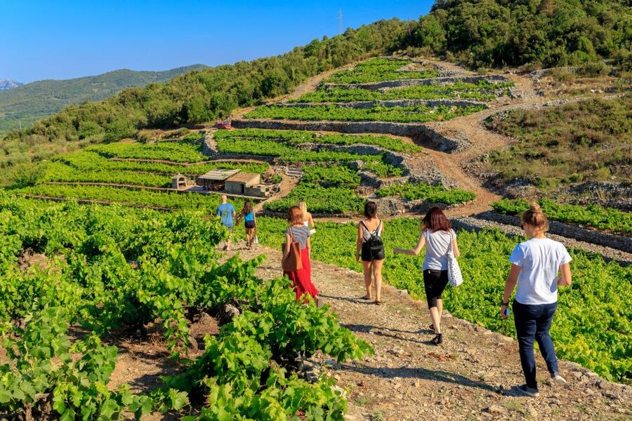 Pelješac Full-Day Wine and Food Tour from Dubrovnik - Transport, timing, and the shape of the day