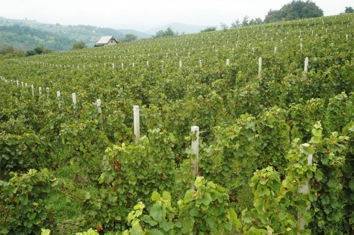 Peljesac Peninsula & Korcula Island Day-Trip from Dubrovnik - Potomje brings wine, brandy, and local character