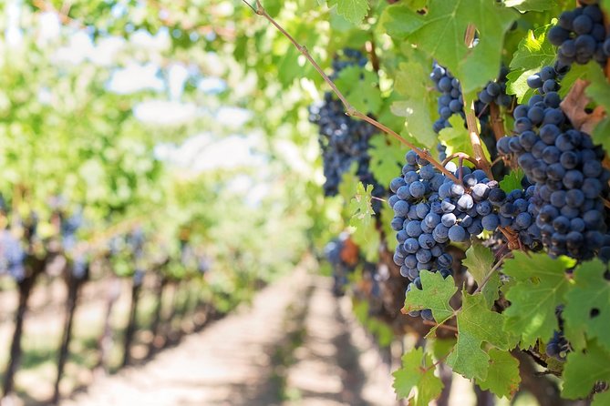 Peljesac Peninsula Wine Tasting Luxury Tour from Dubrovnik - Fresh oysters and white wine by the coast