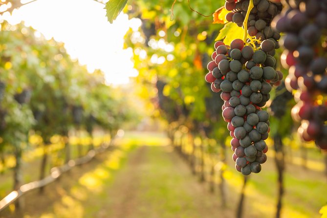 Peljesac Peninsula Wine Tasting Luxury Tour from Dubrovnik - The coastal ride to Ston