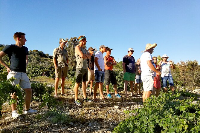 Peljesac&Ston Small-Group Food & Wine Experience from Dubrovnik - Who should book this Pelješac outing