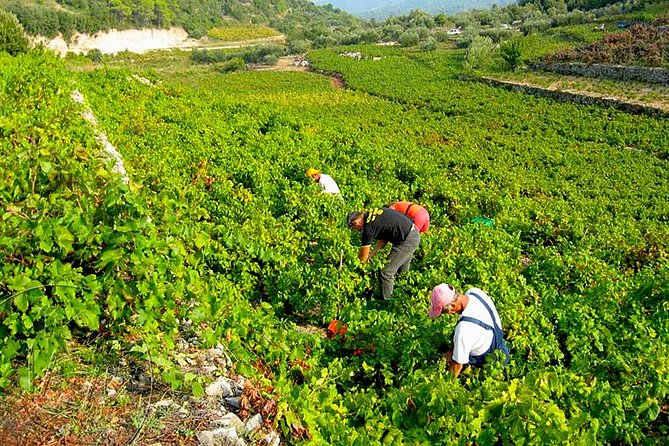 Peljesac Vineyards & Oysters - Private Day Trip from Dubrovnik-Mercedes Vehicle - Leaving Dubrovnik for the Peljesac peninsula