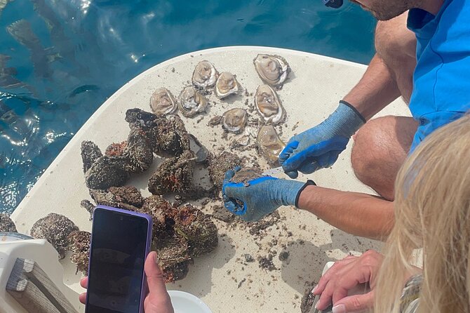 Pelješac - Wine, Oysters and Food Experience from Dubrovnik - The second winery and its cellar