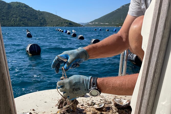 Pelješac - Wine, Oysters and Food Experience from Dubrovnik - Is $420.55 per person a fair price?