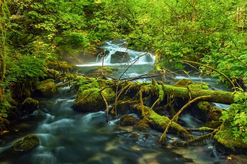 Plitvice Lakes: Guided Walking Tour with Train and Boat Ride - Lower Lakes: waterfalls, paths, and the busiest views