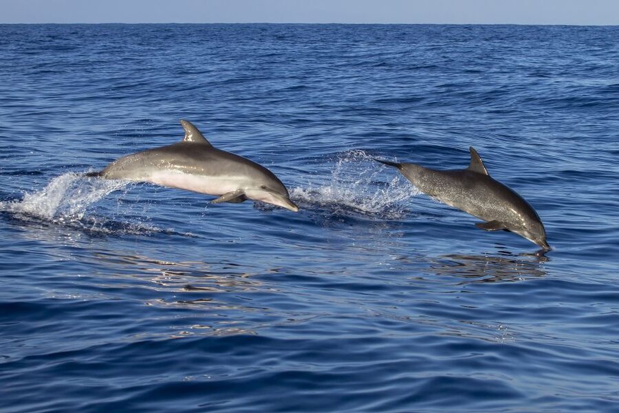 Poreč: Dolphin Spotting Cruise with Included Drinks - Key points to know before you sail