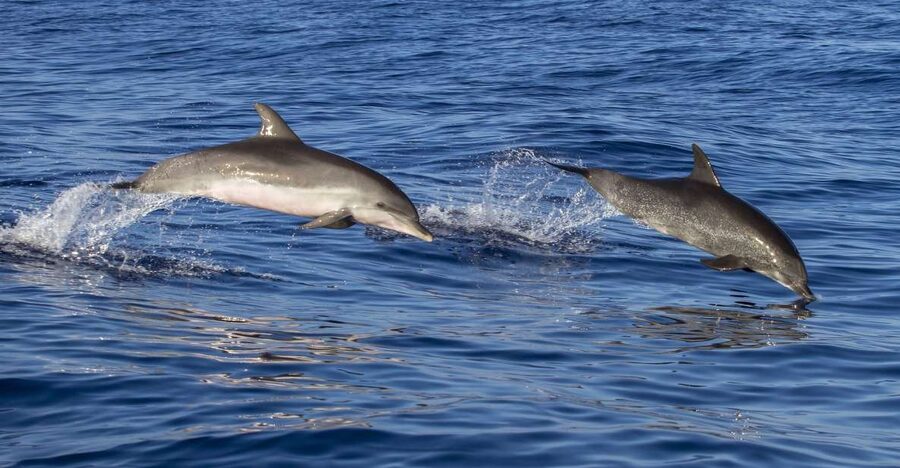 Poreč: Dolphin Spotting Cruise with Included Drinks - Dolphin spotting in their natural habitat