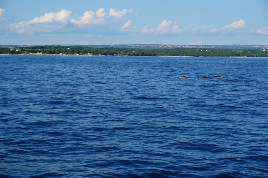 Poreč: Dolphin Spotting Cruise with Included Drinks - The value of two hours for $35