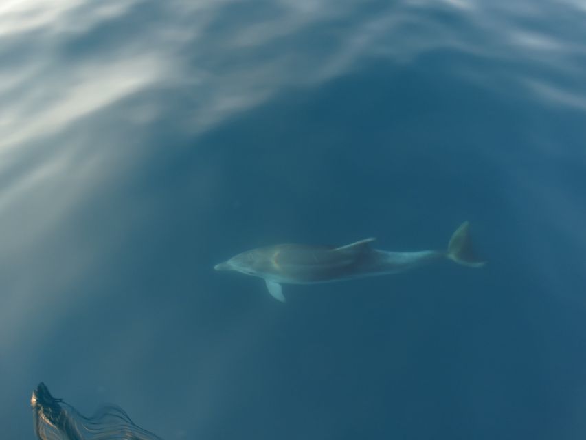 Poreč: Dolphin Spotting Cruise with Included Drinks - What the crew adds to the experience