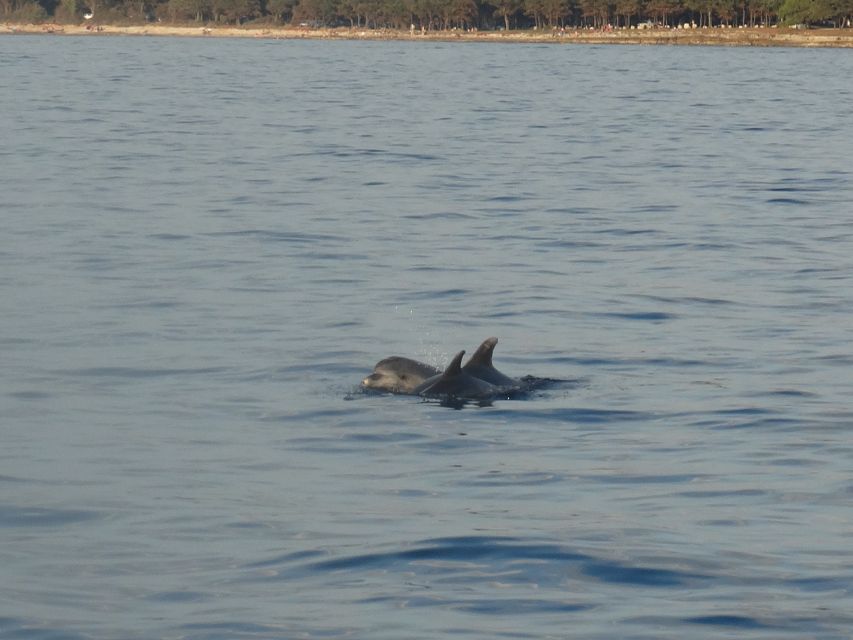 Poreč: Dolphin Spotting Cruise with Included Drinks - Who will enjoy this Poreč cruise most