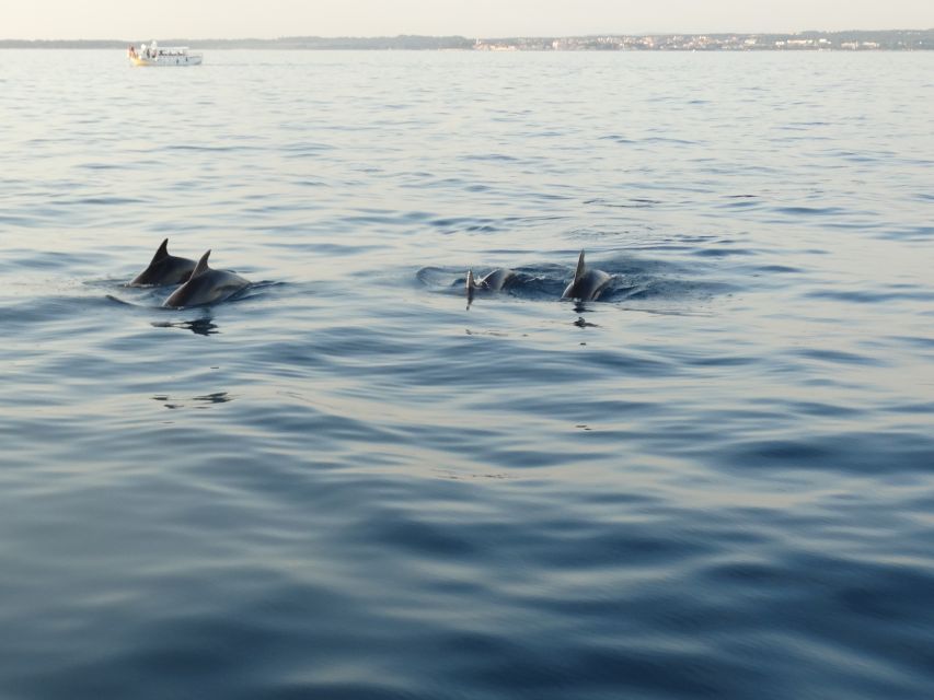 Poreč: Dolphin Spotting Cruise with Included Drinks - The first part of the cruise: sea color and coastal views