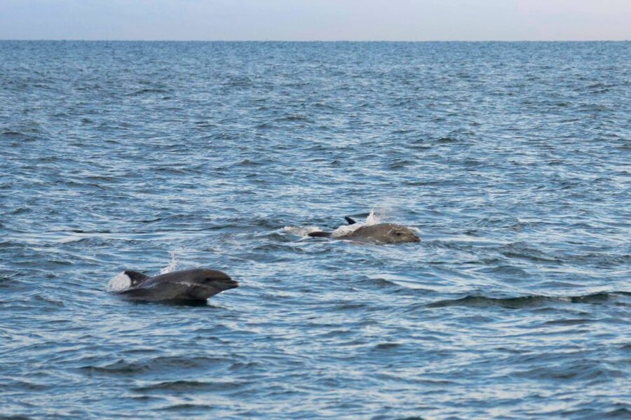 Poreč: Evening Boat Trip to Discover Dolphins - Practical advice for a smoother evening