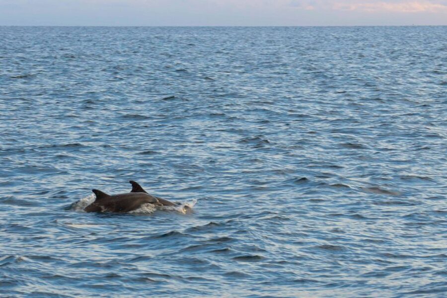 Poreč: Evening Boat Trip to Discover Dolphins - Cruising west along Istria’s coast