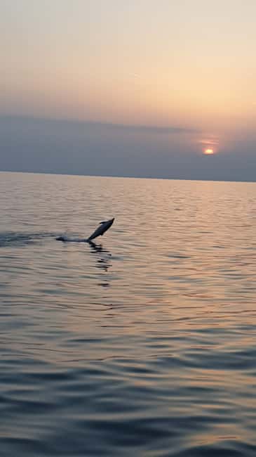 Poreč: Sunset Dolphin Safari with Dinner and Drinks - Sailing out of Poreč on Ship Manon