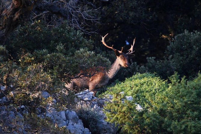 Private 7,5h Plavnik Island & Wild Bays Full-day Boat Trip - Reaching Plavnik and Love Cave