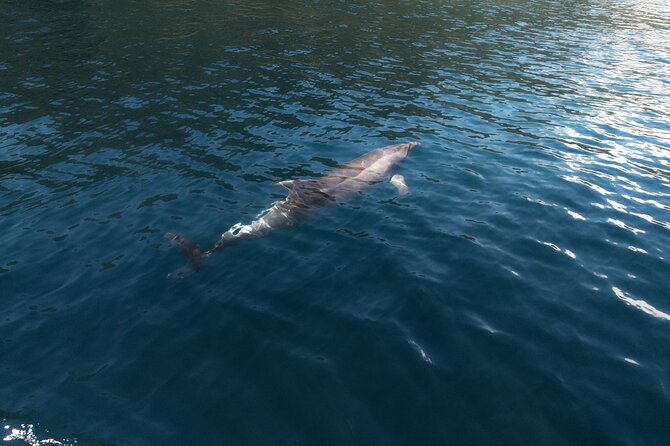 Private Boat Tours Dubrovnik Beach stops and Blue Cave tour - How the $515.88 price works