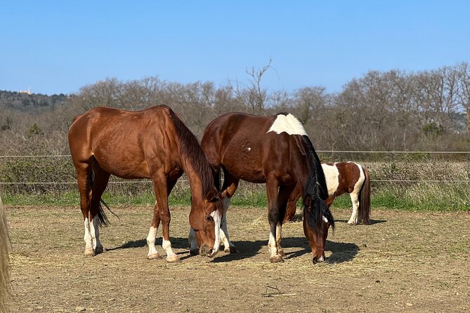 Private Horseback Riding and Family Time in Konavle Region - A family ride outside Dubrovnik