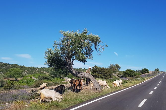 Private Hvar Island Tour and Olive Oil Tasting - Who should book this Hvar outing