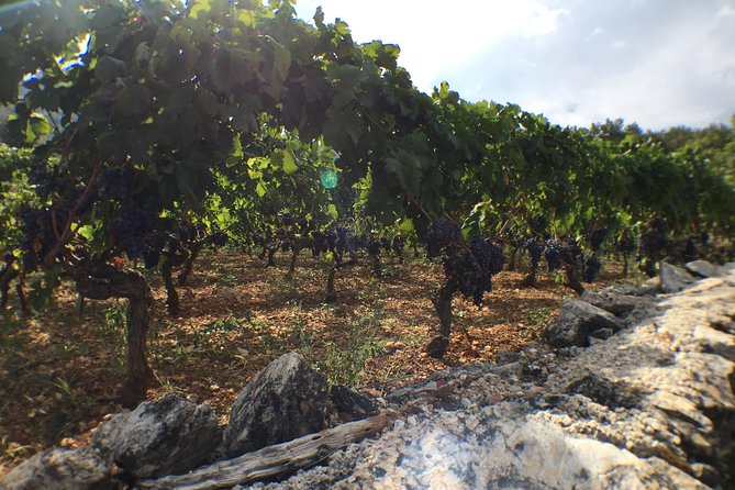 Private Hvar Wine Tasting Tour - The candlelit cellar at Duboković winery