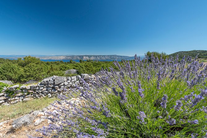 Private Hvar Wine Tasting Tour - Food expectations: a tasting, not lunch
