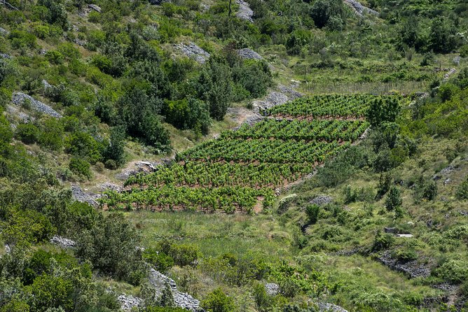 Private Hvar Wine Tasting Tour - What the private vehicle and guide add