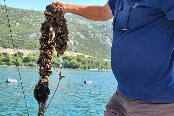 Private Oyster and Wine Tasting Day Trip along Peljesac - Edivo Wine Bar adds cheese and prosciutto