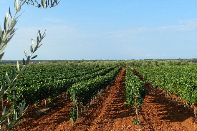 Private Sparkling Wine Tasting in Istria - Who will enjoy this tasting most?