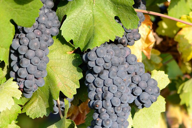 Private Sparkling Wine Tasting in Istria - Practical details that affect your plans