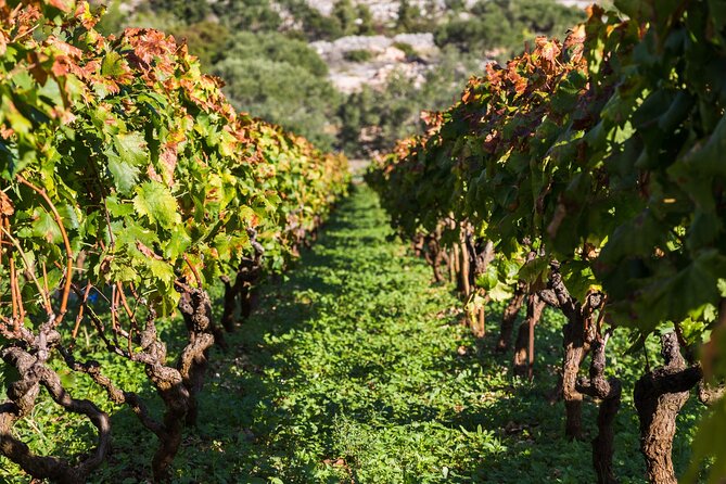 Private Tour: Ston and Peljesac Peninsula Day Trip with Wine Tasting - Why Peljesac makes a fine day outside Dubrovnik