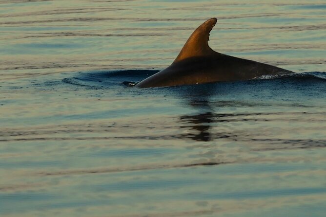 PUBLIC 5h Plavnik Island swimming & snorkeling Half-day Boat trip - How the small group changes the experience