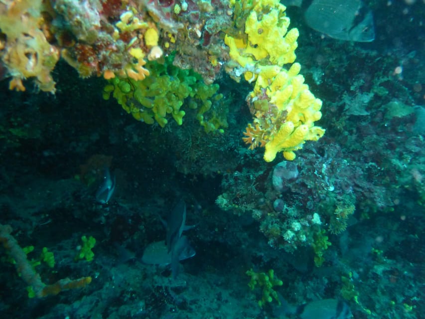Pula: 2.5-Hour Snorkelling Experience - The free SUP offer adds value