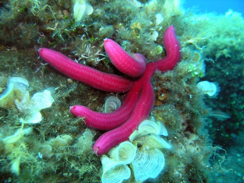 Pula: Bike Tour of Ancient Pula & Aquatic Adventures - Sacred Cliff and the Verudela peninsula