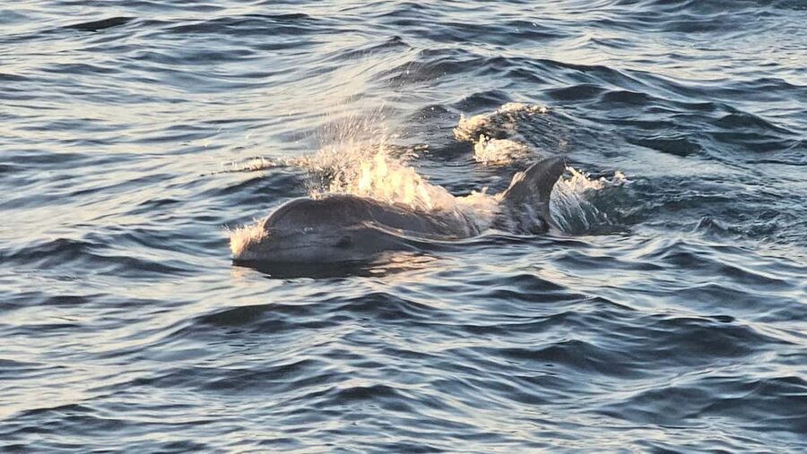 Pula: Brijuni National Park Dolphin Watching Tour w/Dinner - Should you book the Arena dolphin cruise?