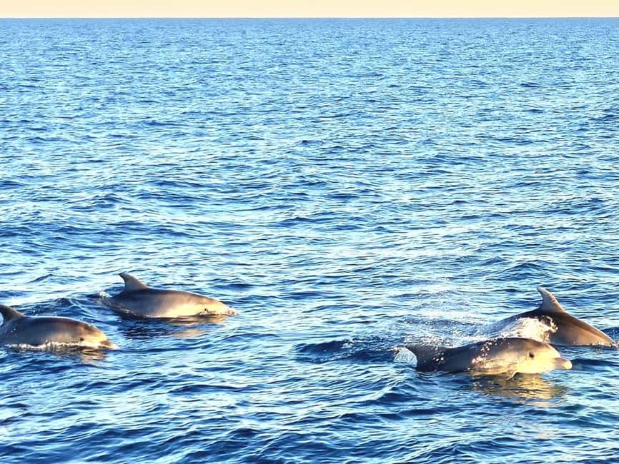 Pula: Brijuni National Park Dolphin Watching Tour w/Dinner - What $62 gets you
