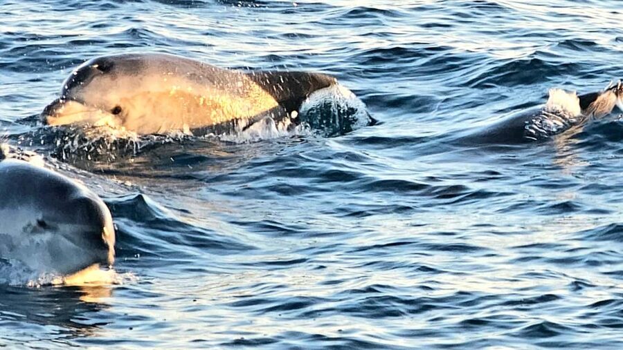 Pula: Brijuni National Park Dolphin Watching Tour w/Dinner - Who will enjoy this cruise most