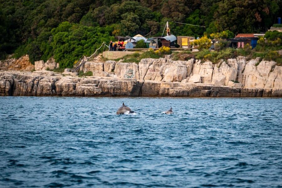 Pula: Brijuni National Park Sunset, Dolphins & Dinner Cruise - Key points at a glance