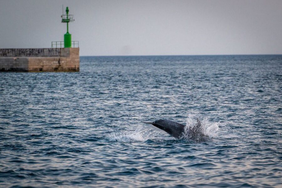 Pula: Brijuni National Park Sunset, Dolphins & Dinner Cruise - Dolphin watching without the false promise