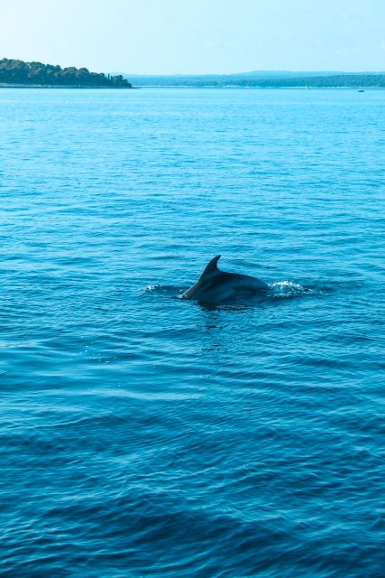 Pula: Brijuni Sunset Dolphin Cruise with Dinner & Drinks - Key points before you book
