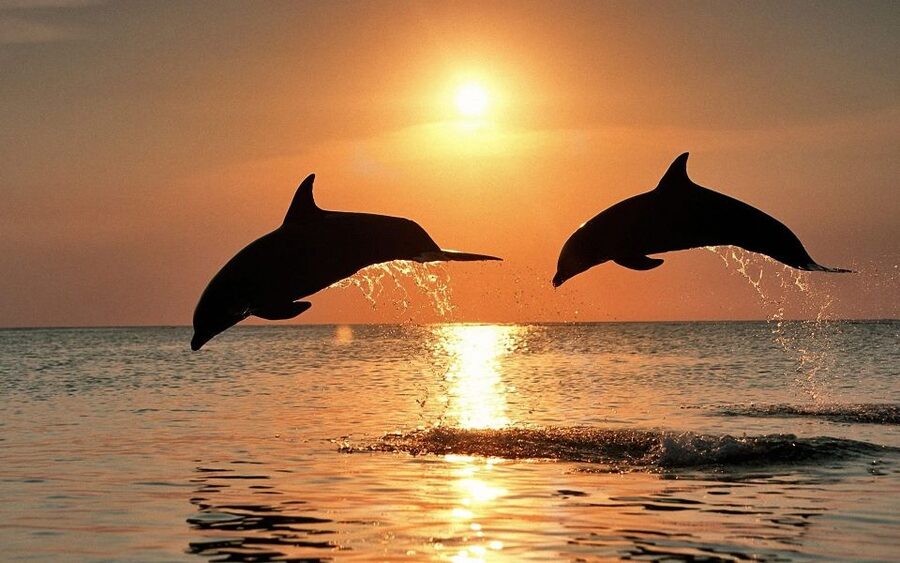 Pula: Brijuni Sunset Dolphin Cruise with Dinner & Drinks - Dolphin watching without false promises