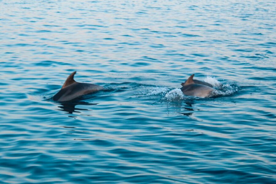 Pula: Brijuni Sunset Dolphin Cruise with Dinner & Drinks - How the crew shapes the evening