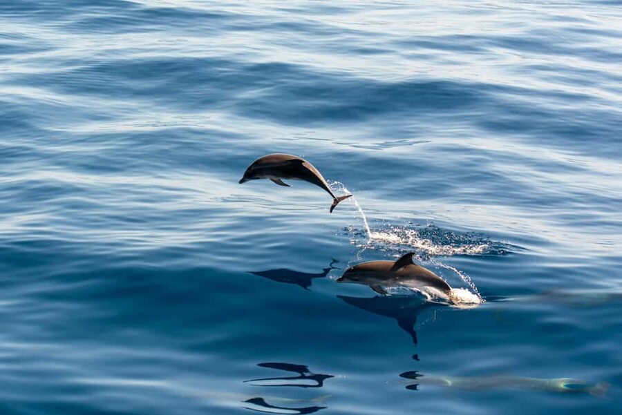 Pula: Brijuni Sunset Dolphin Cruise with Dinner & Drinks - Seeing Brijuni National Park from the water